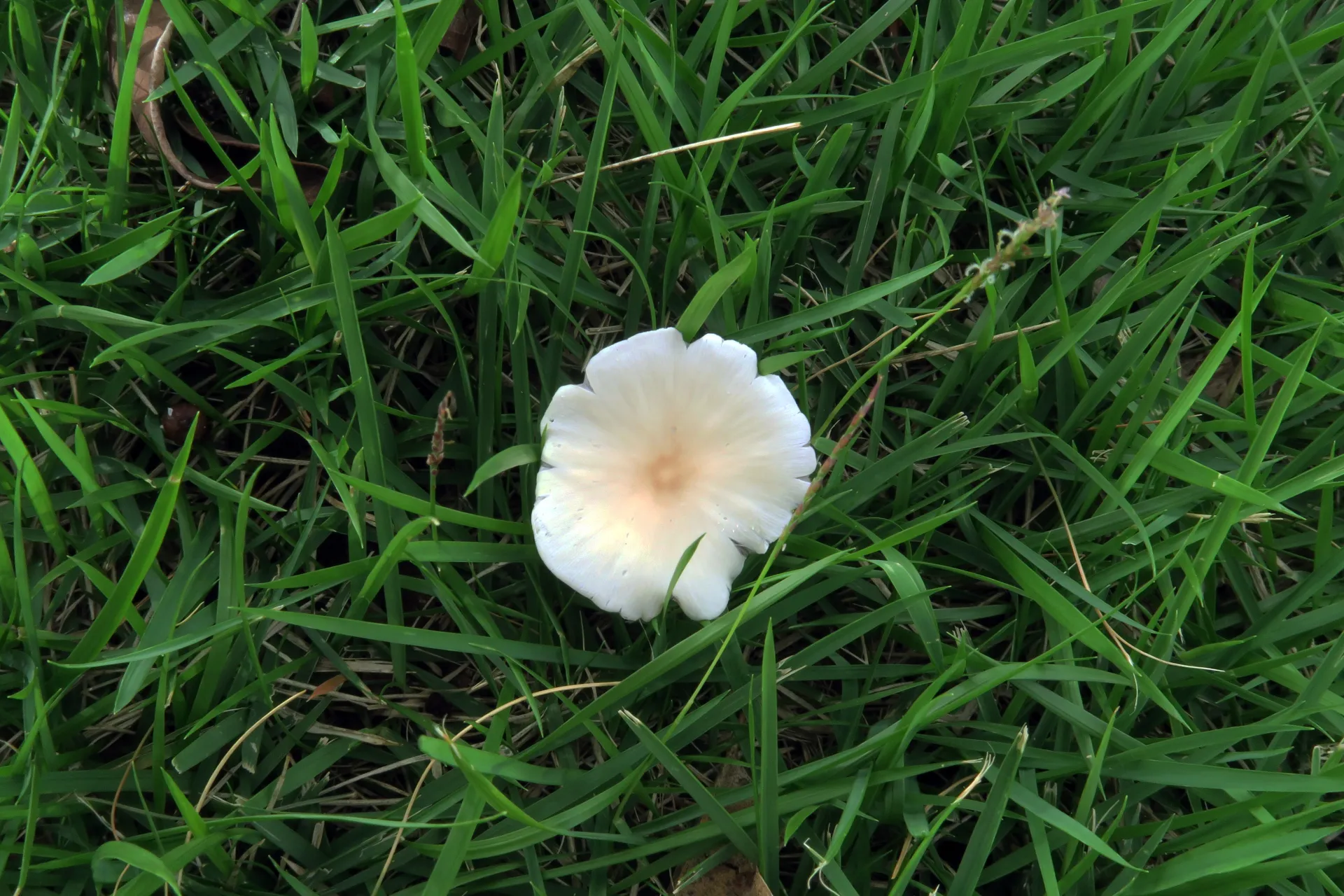 Psathyrella murrillii - 1 - IMG_0679